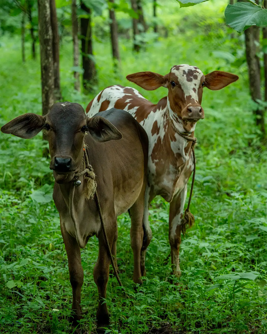 Jnana Farms animals