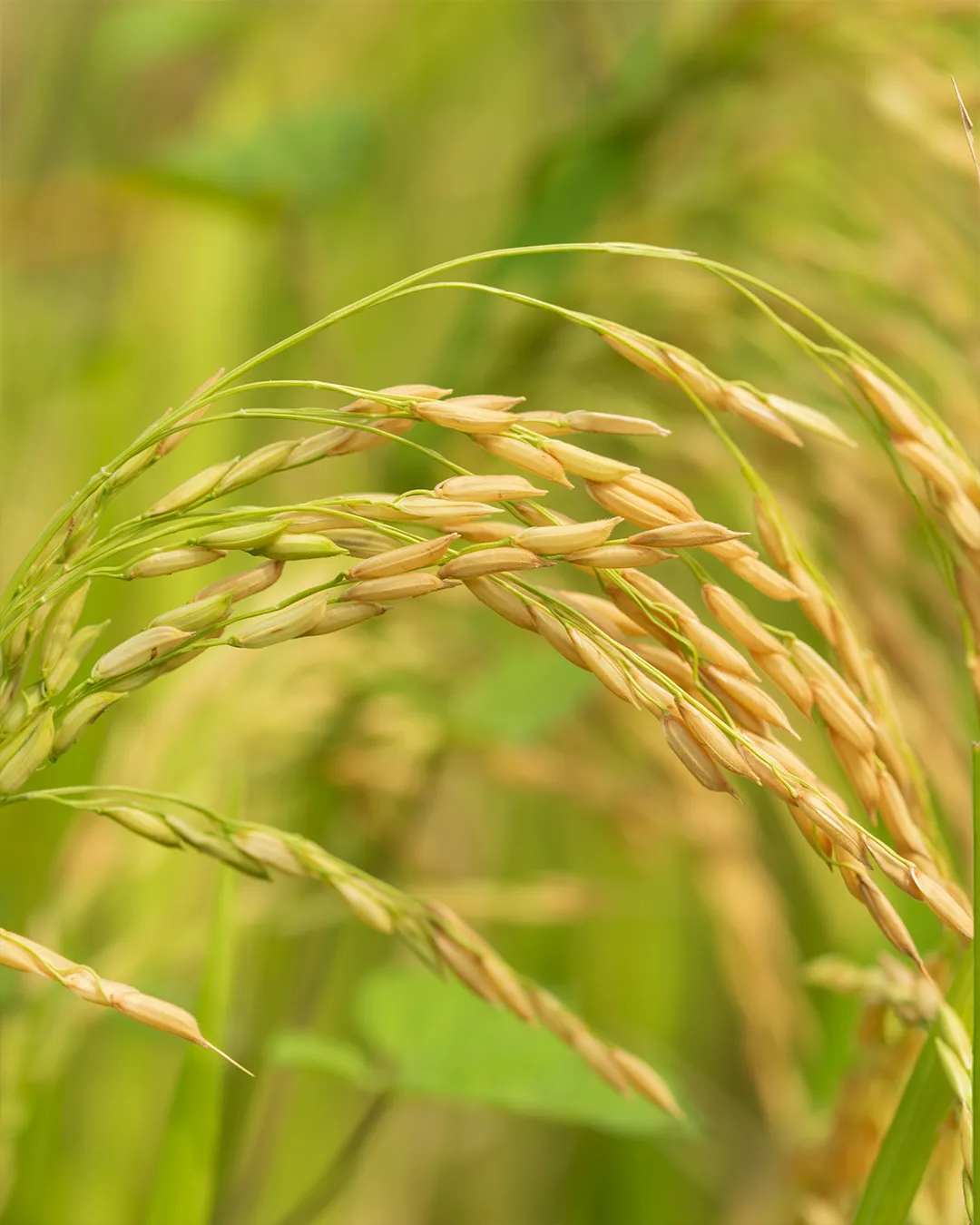 Jnana Farms harvest
