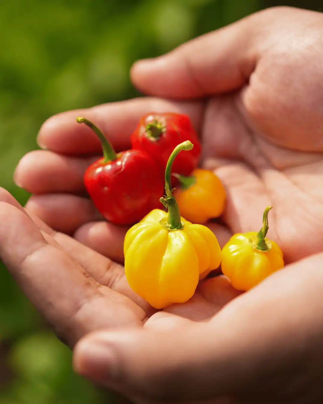 Jnana Farms fresh produce